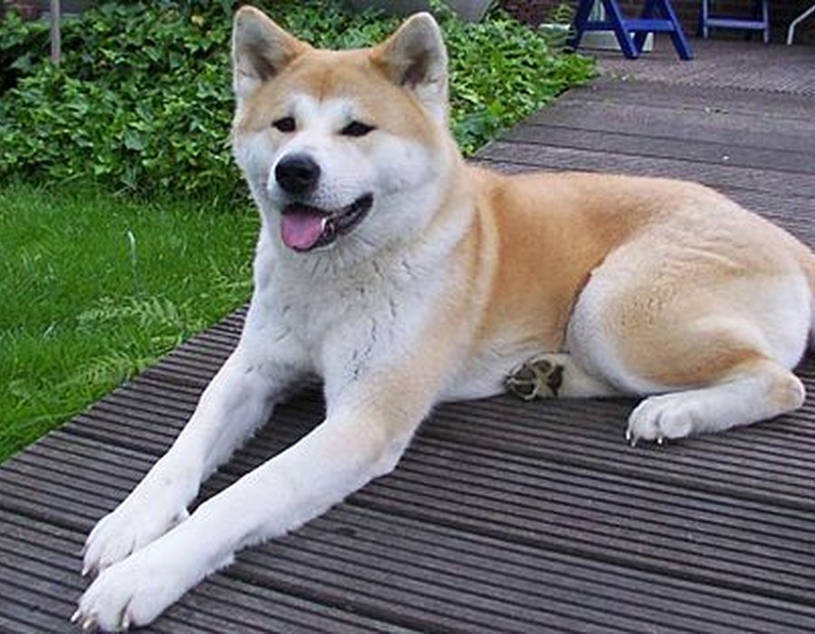 Akita dog
