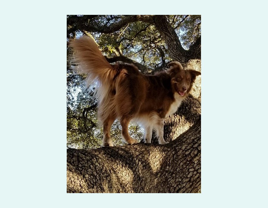 Australian Shepherd dog