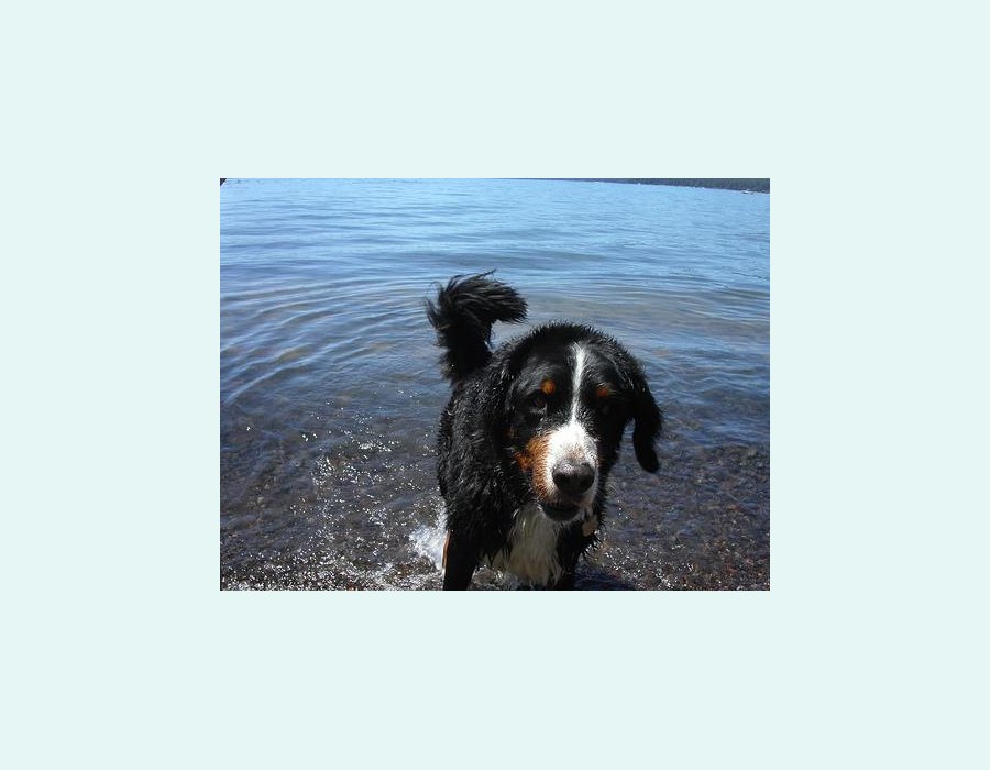 Bernese Mountain Dog dog