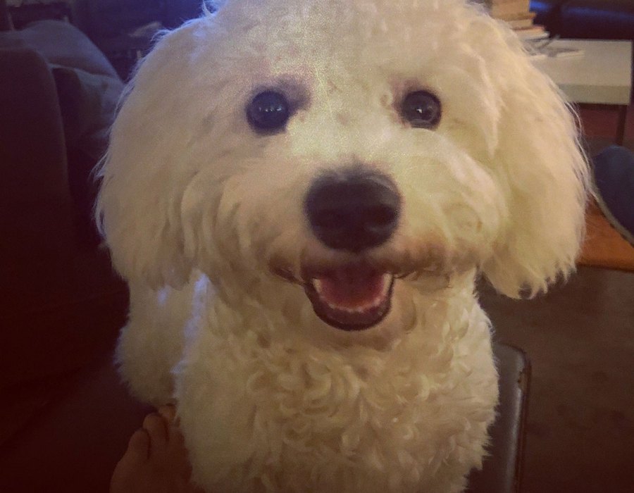 Bichon Frise dog