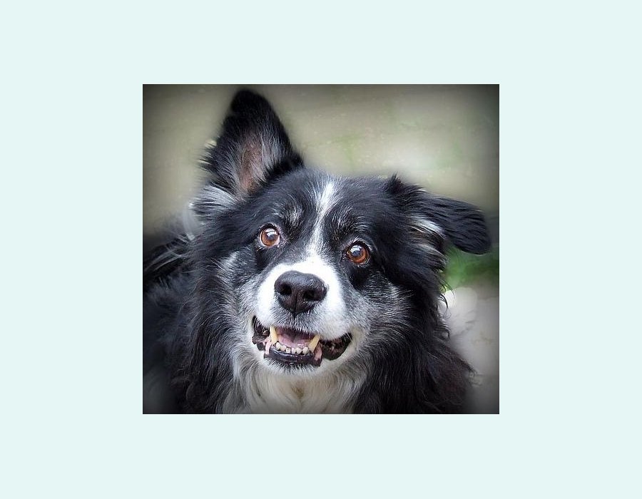Border Collie dog