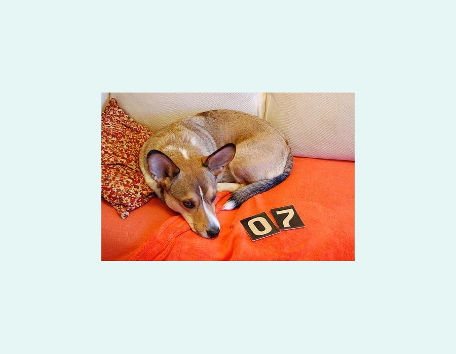 Pembroke Welsh Corgi dog