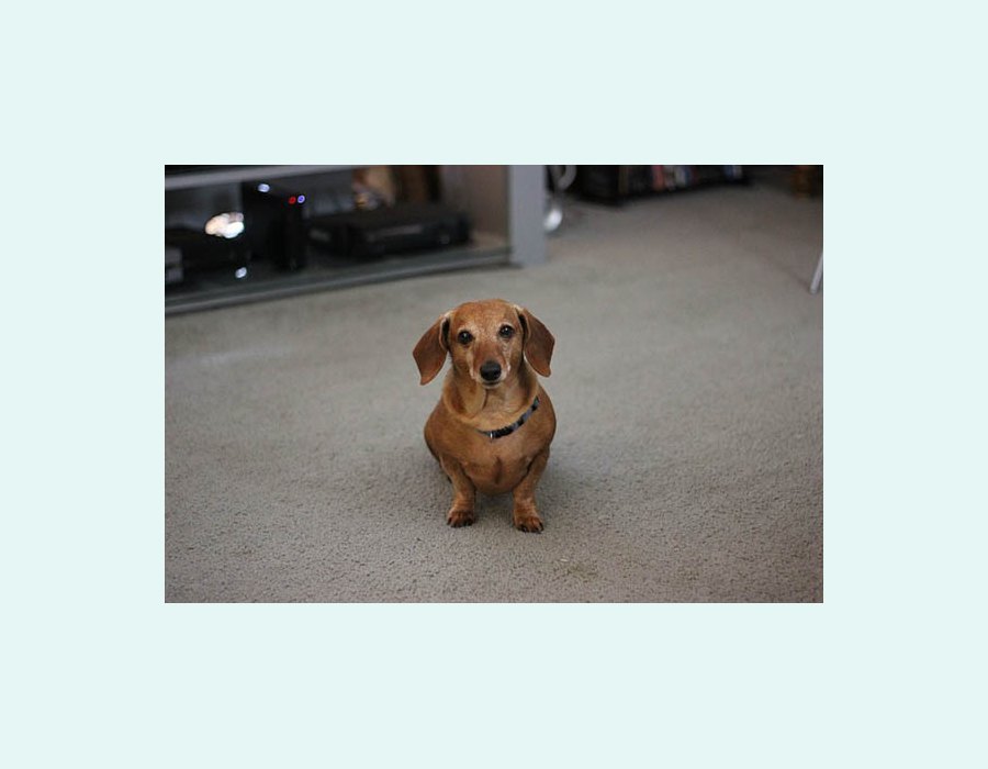 Dachshund dog