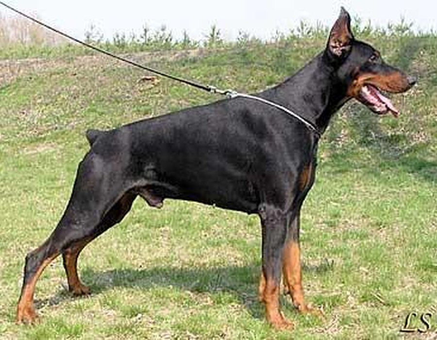 Doberman Pinscher dog