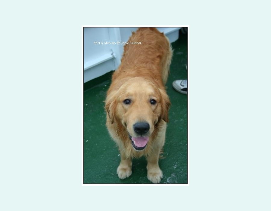 Golden Retriever dog