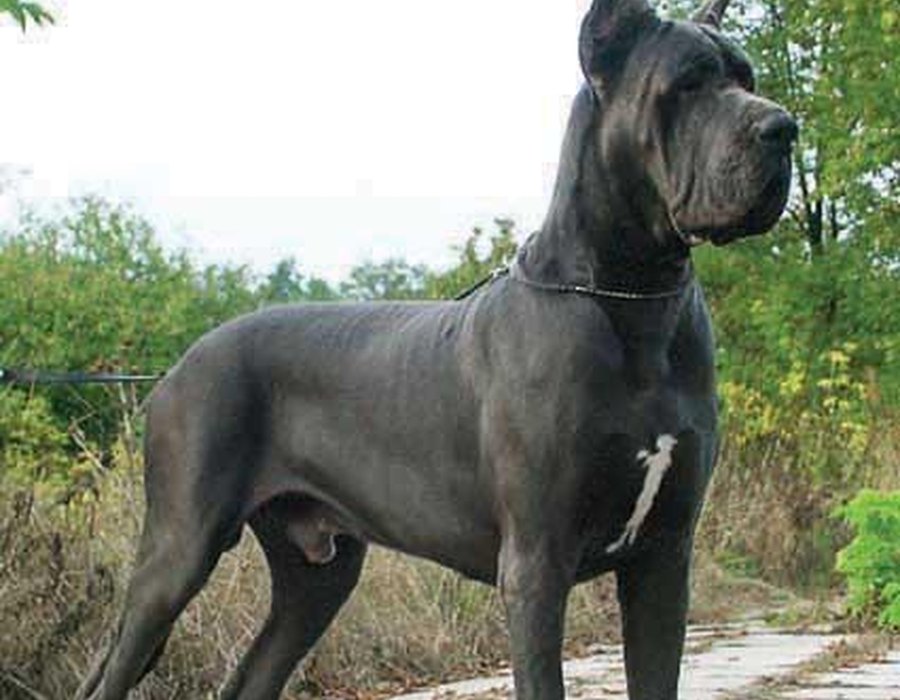 Great Dane dog