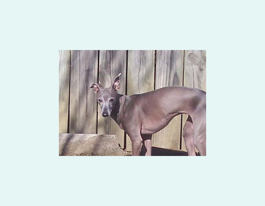 Greyhound dog