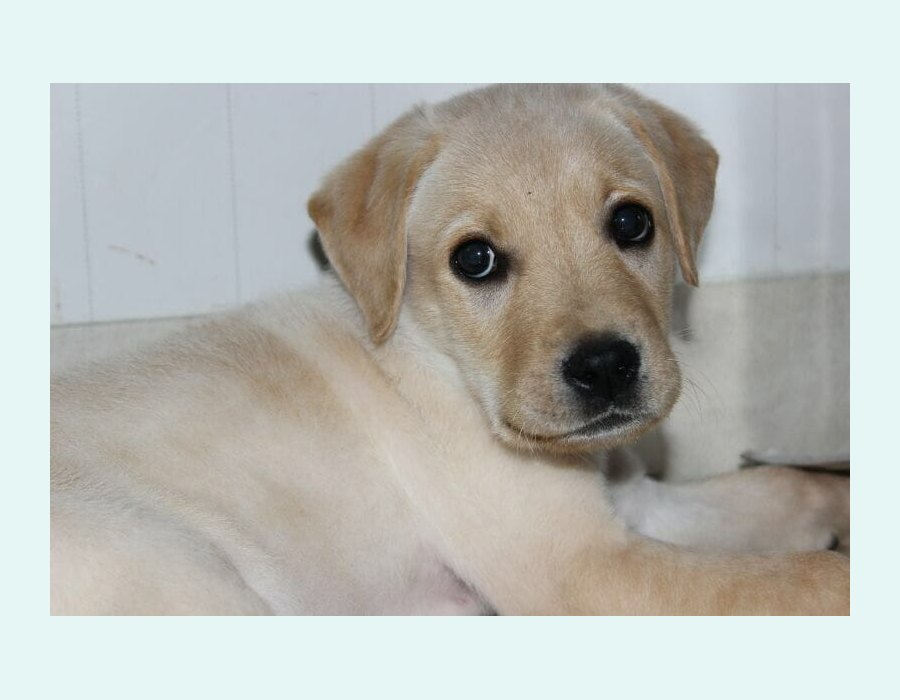 Labrador Retriever dog