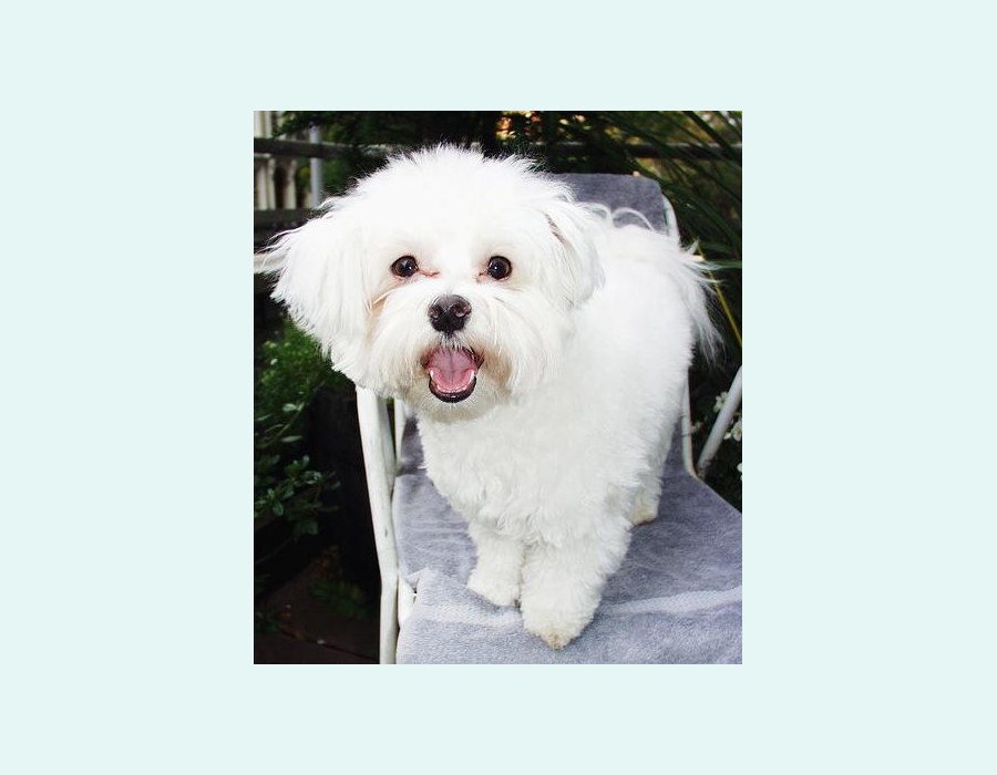 Maltese dog
