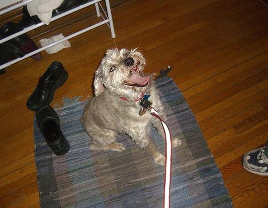 Miniature Schnauzer dog