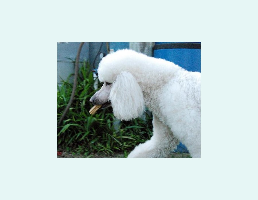Poodle dog