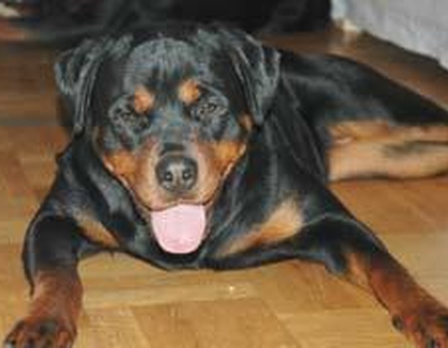Rottweiler dog
