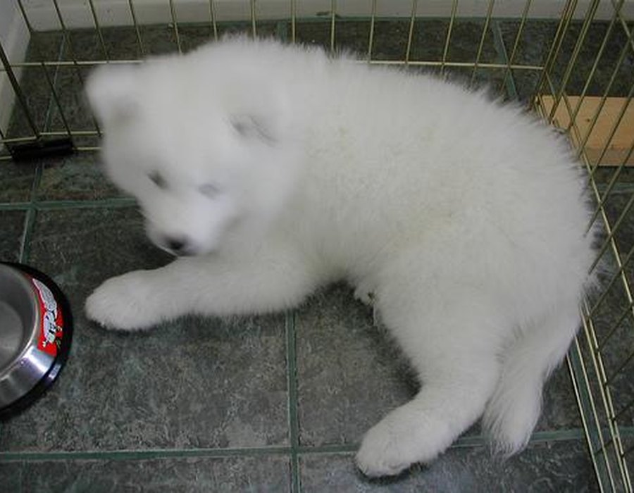 Samoyed dog
