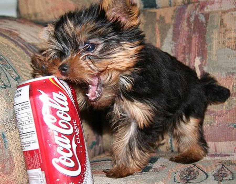 Yorkshire Terrier dog